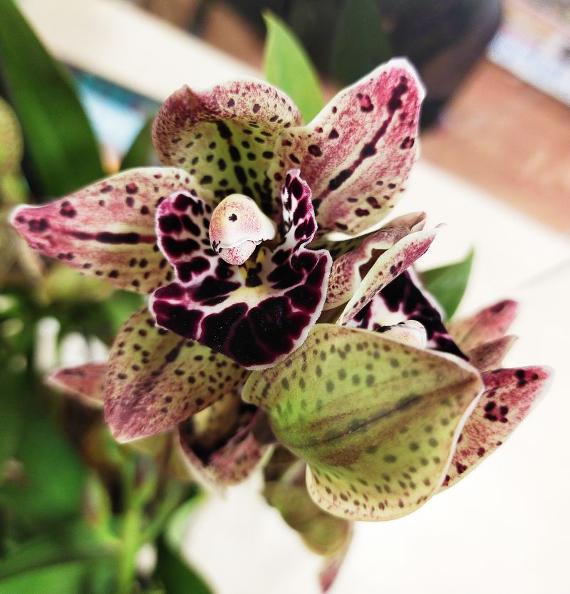 Орхидея Цимбидиум Magic Vogel 5-6 pp 14/80